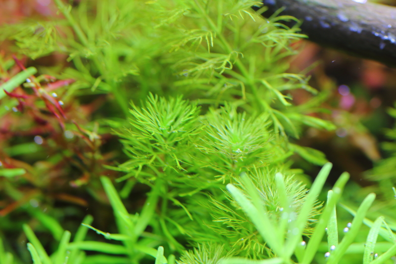 植栽から155日目　ドワーフアンブリア